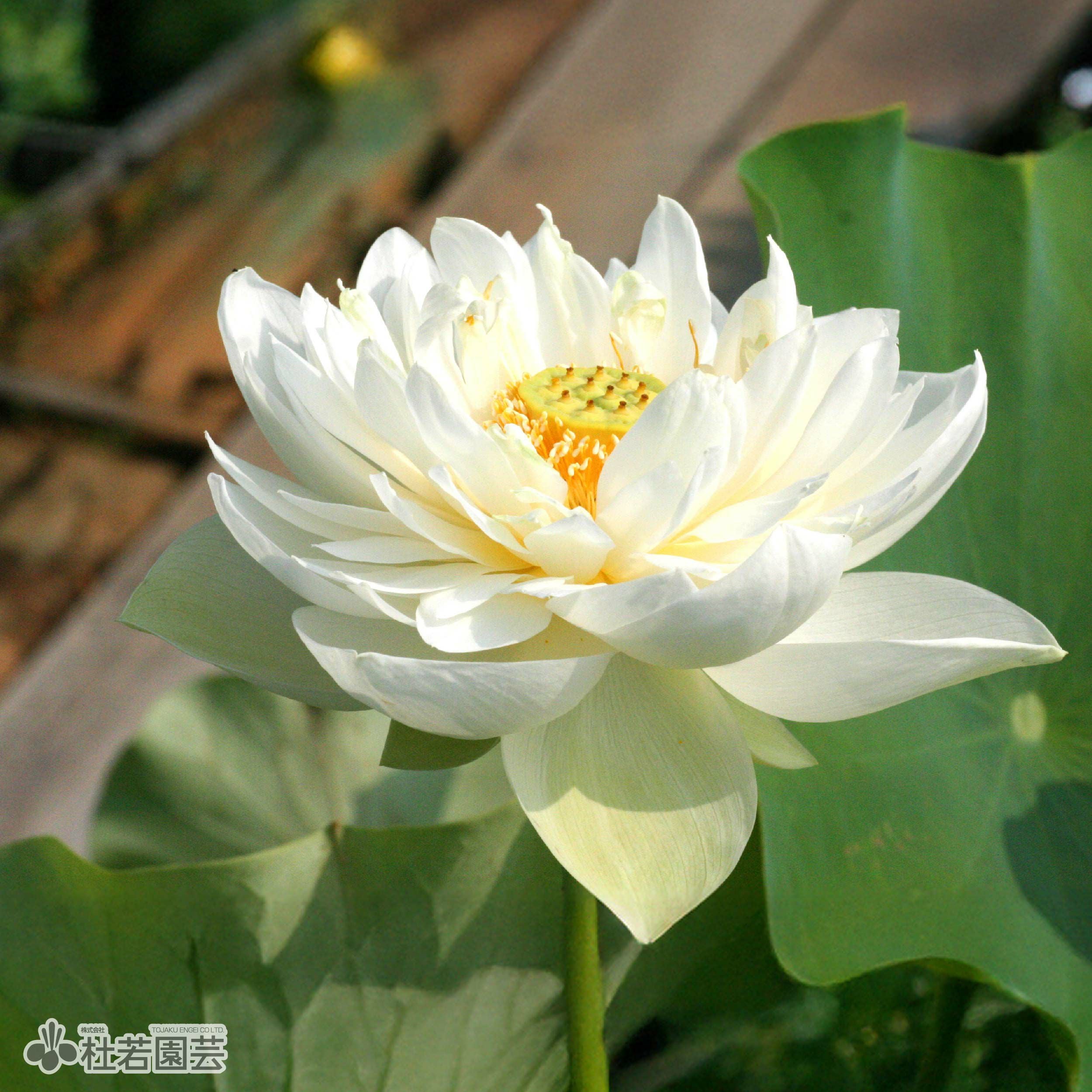 蓮、ハス】驚艷（きょうえん）【小型種】 | 杜若園芸WEBショップ｜水草