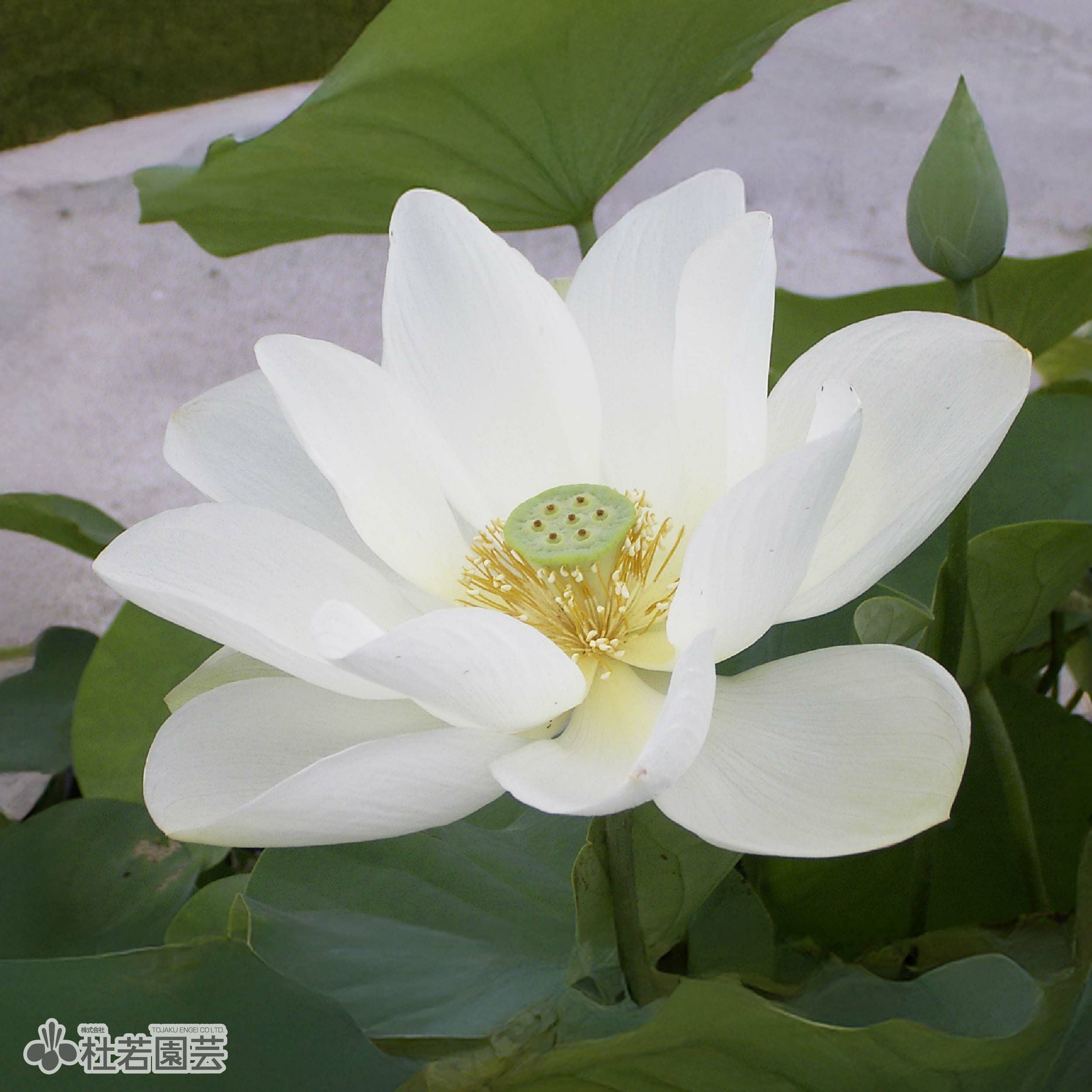 蓮、ハス】真如蓮(しんにょれん)【中・大型種】 | 杜若園芸WEBショップ