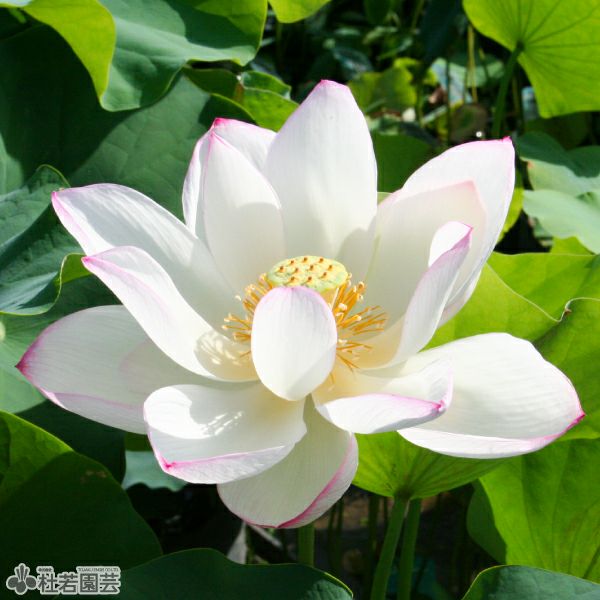 蓮、ハス】瑞光(ずいこう)【中・大型種】 | 杜若園芸WEBショップ｜水草