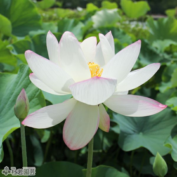 蓮、ハス】酔妃蓮(すいひれん)【大型種】 | 杜若園芸WEBショップ｜水草