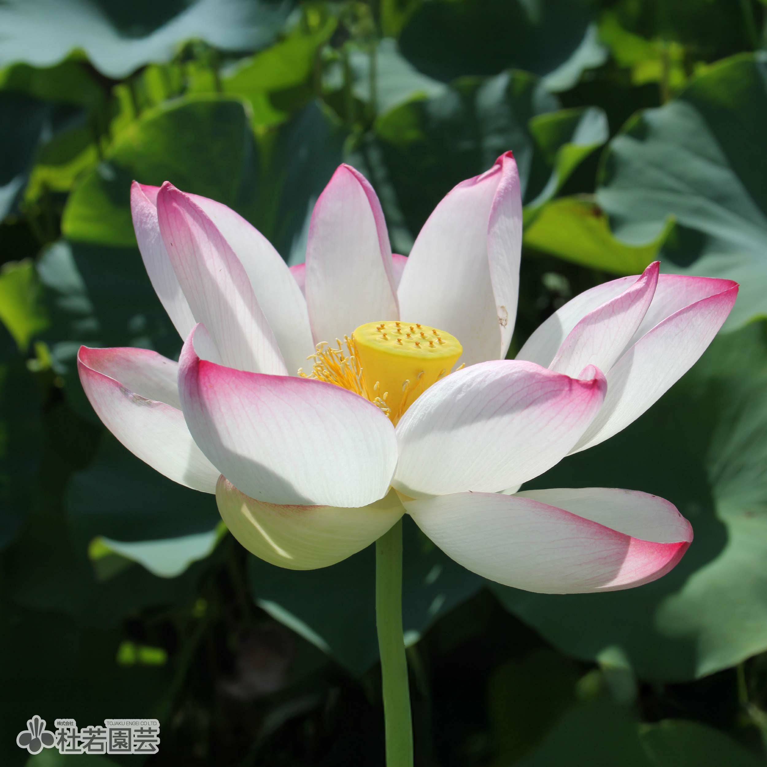 水生植物】 オオオニバスの種 5粒入り | 杜若園芸WEBショップ｜水草の