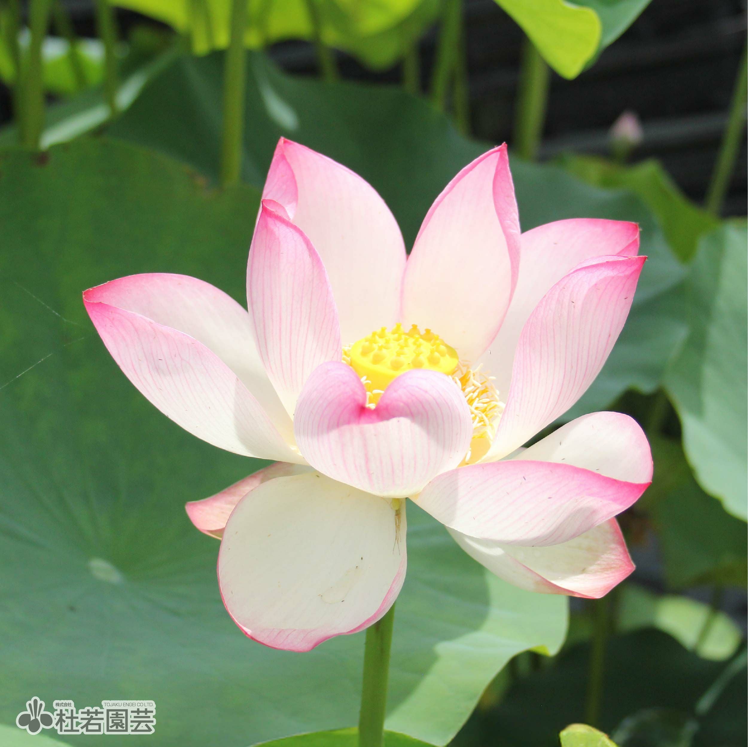 蓮、ハス】精華(せいか)【中型種】 | 杜若園芸WEBショップ｜水草の生産