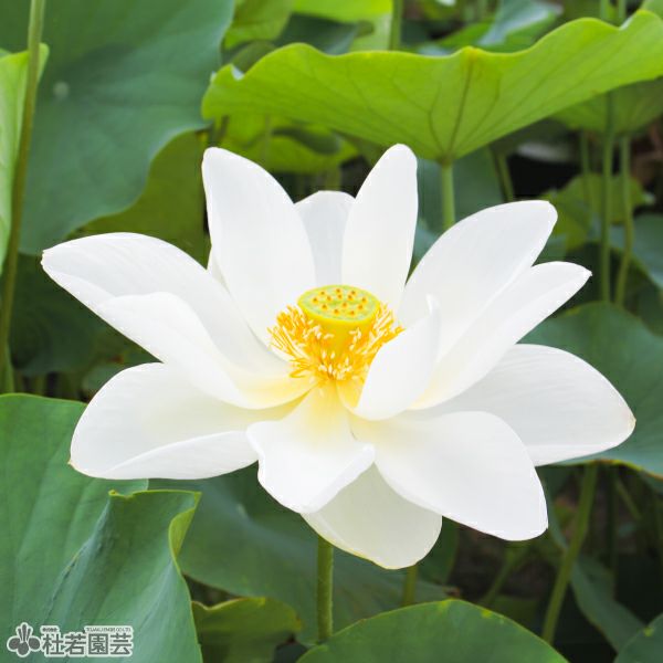 【蓮・ハス】マドンナ　花芽付き　容器ごと 蓮、ハス】爪紅茶碗蓮(つまべにちゃわんばす)【小型種】 | 杜若園芸WEB
