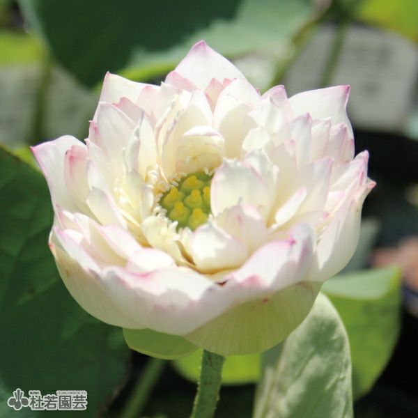 蓮、ハス】雪翠蓮(せっすいれん)【小型種】 | 杜若園芸WEBショップ