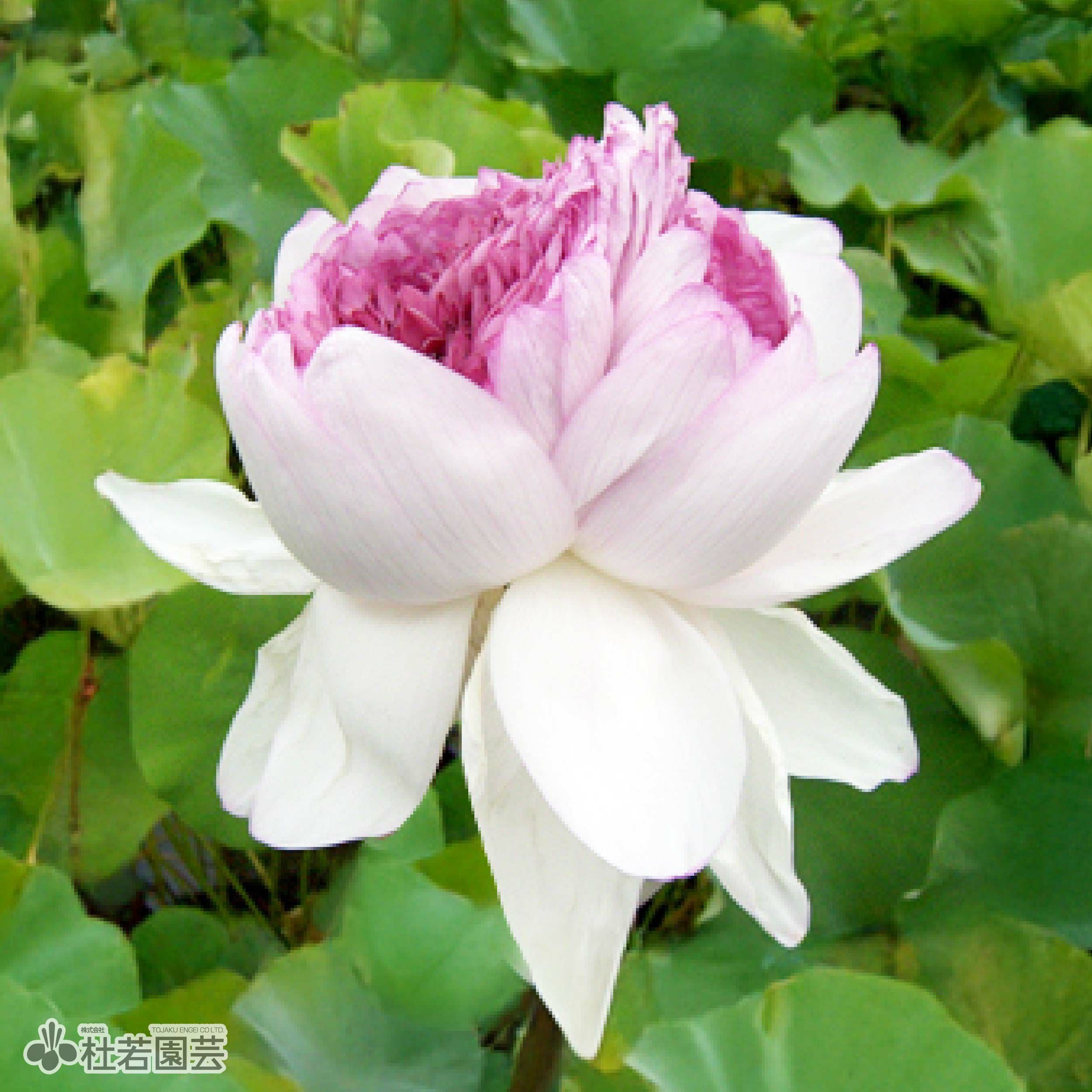 ハスの色】白紫 | 杜若園芸WEBショップ｜水草の生産販売【通販ショップ】