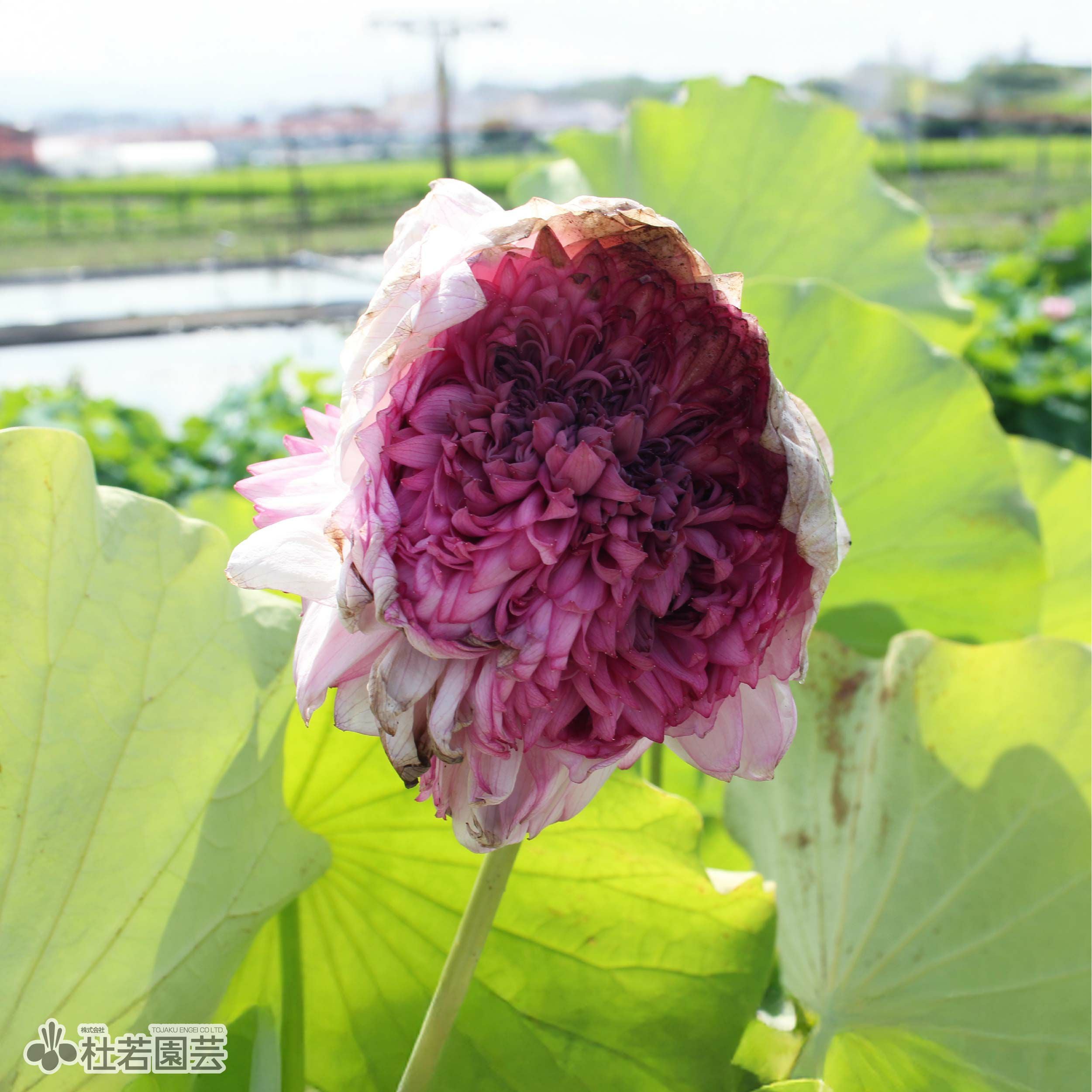 【蘭蓮様】 蓮、ハス】白万万(しろまんまん)【大型種】 | 杜若園芸WEBショップ