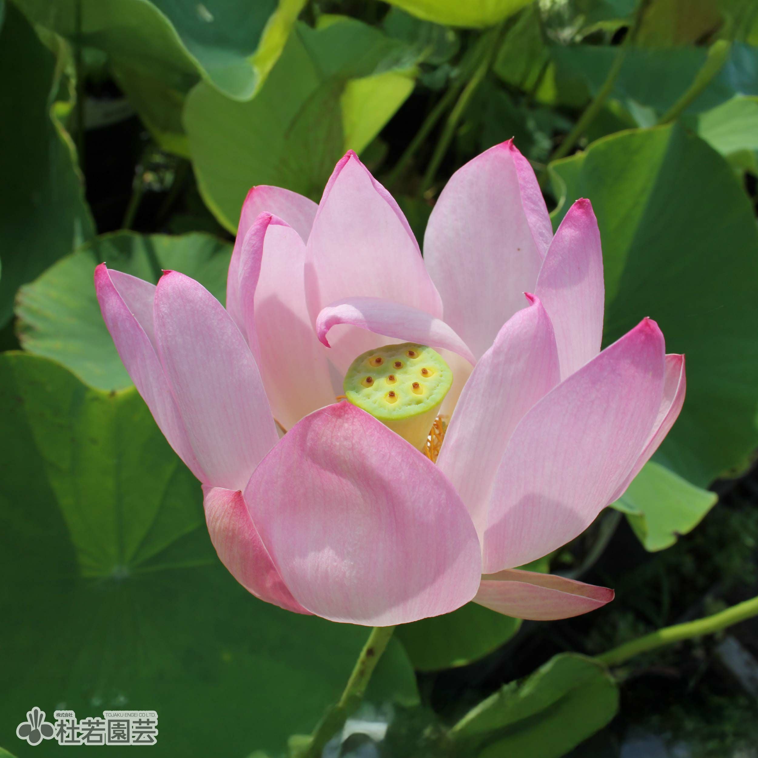 花芽付き！お楽しみ小型蓮 | 杜若園芸WEBショップ｜水草の生産販売