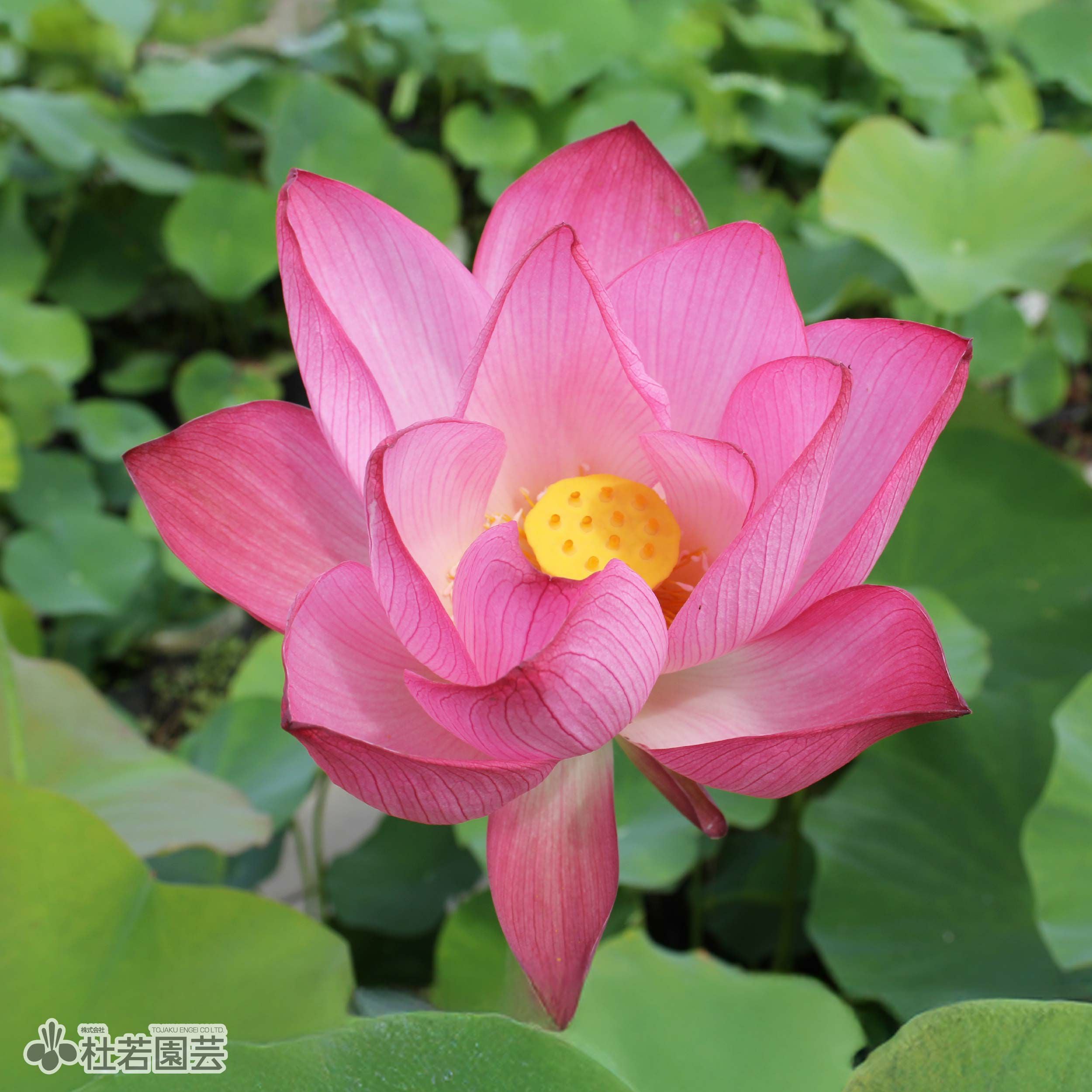 中国切手Ｔ54 蓮（ハス）花　4種完 中国切手】蓮の花の種類や特徴、切手買取市場における価値について解説
