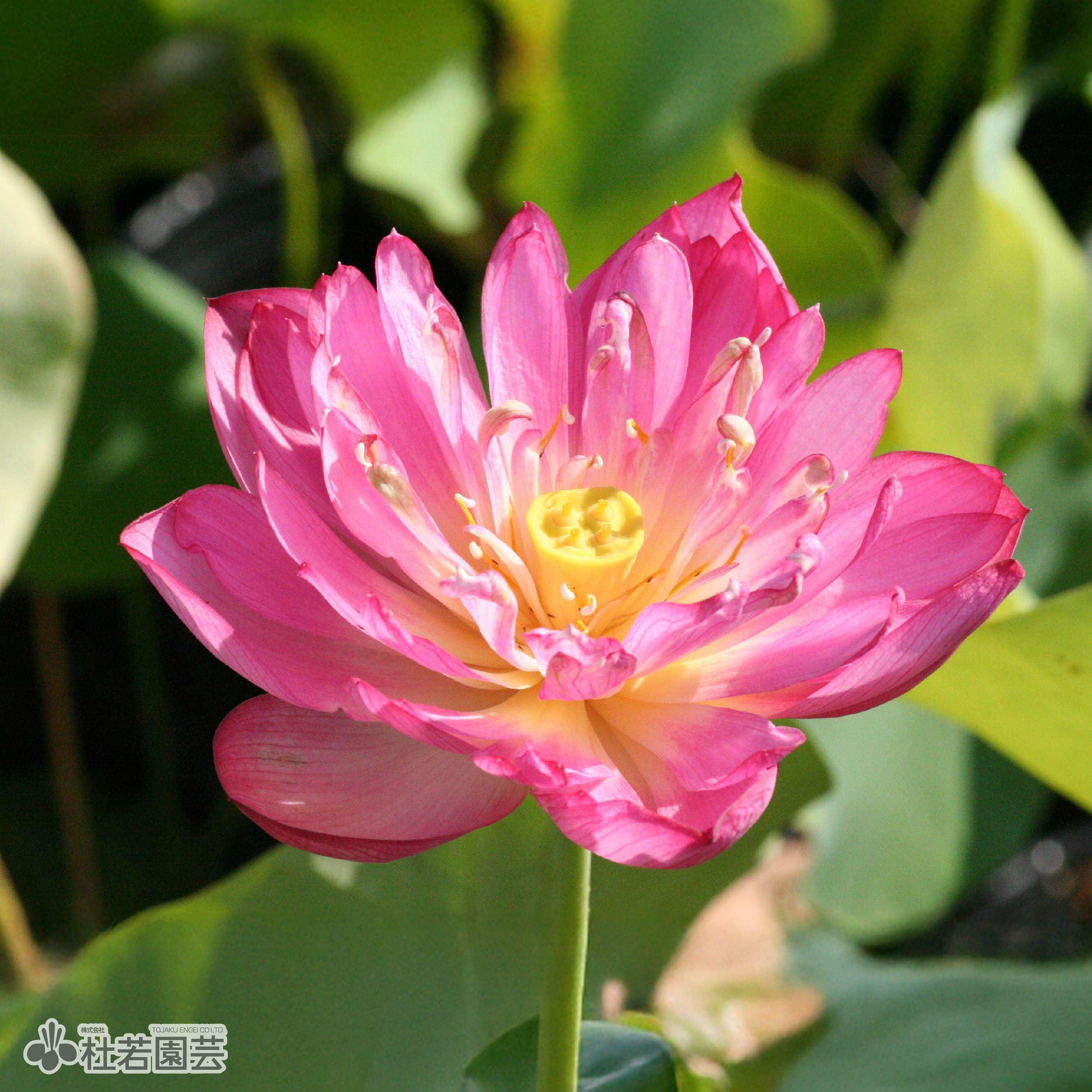 蓮、ハス】長紅蓮(ちょうこうれん)【小型種】 | 杜若園芸WEBショップ