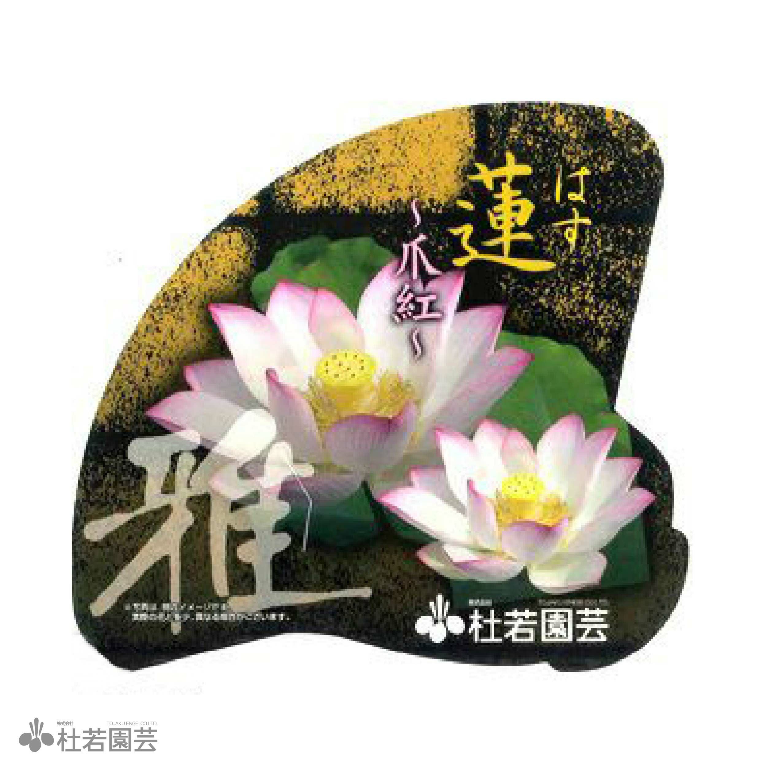 蓮、ハス】爪紅茶碗蓮(つまべにちゃわんばす)【小型種】 | 杜若園芸WEB