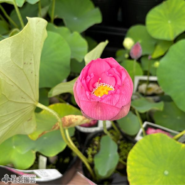 【蓮・ハス】マドンナ　花芽付き　容器ごと 蓮、ハス】爪紅茶碗蓮(つまべにちゃわんばす)【小型種】 | 杜若園芸WEB