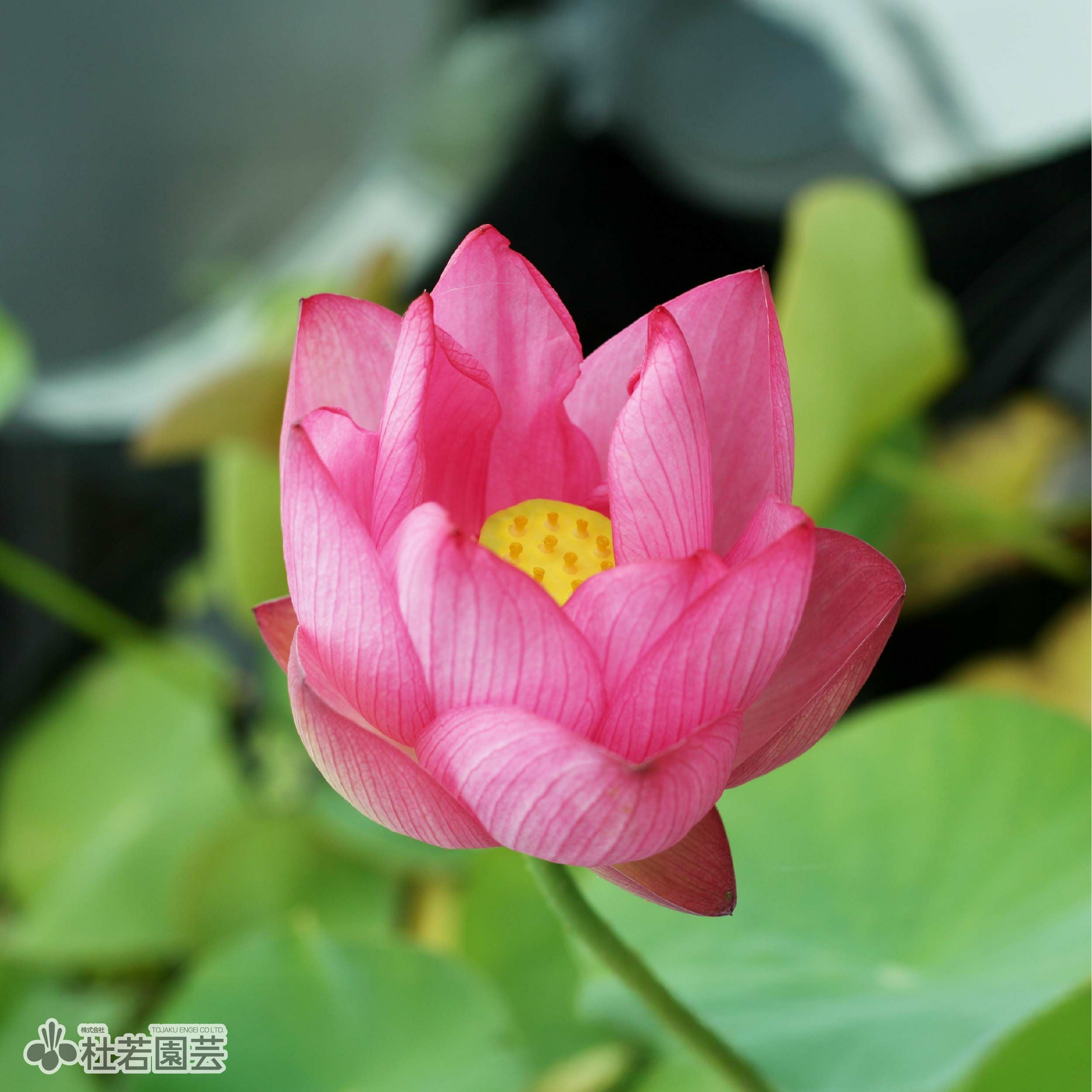 蓮、ハス】徳島紅(とくしまべに)【小型種】 | 杜若園芸WEBショップ
