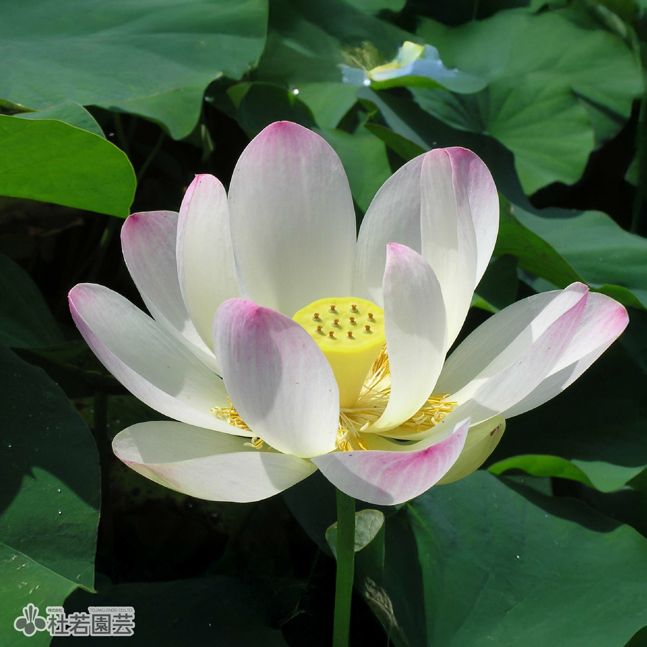 蓮、ハス】錦旗(にしきはた)【中・大型種】 | 杜若園芸WEBショップ