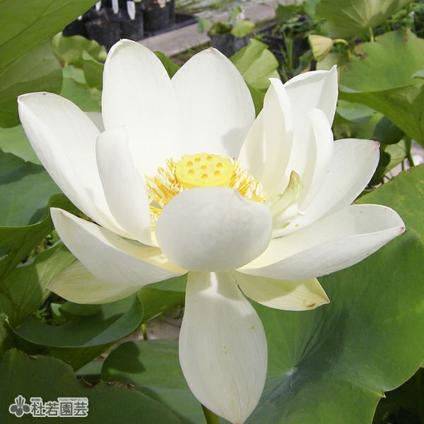 蓮、ハス】白雲碗蓮（はくうんわんれん）【小型種】 | 杜若園芸WEB