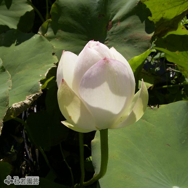 蓮、ハス】白雲碗蓮（はくうんわんれん）【小型種】 | 杜若園芸WEB