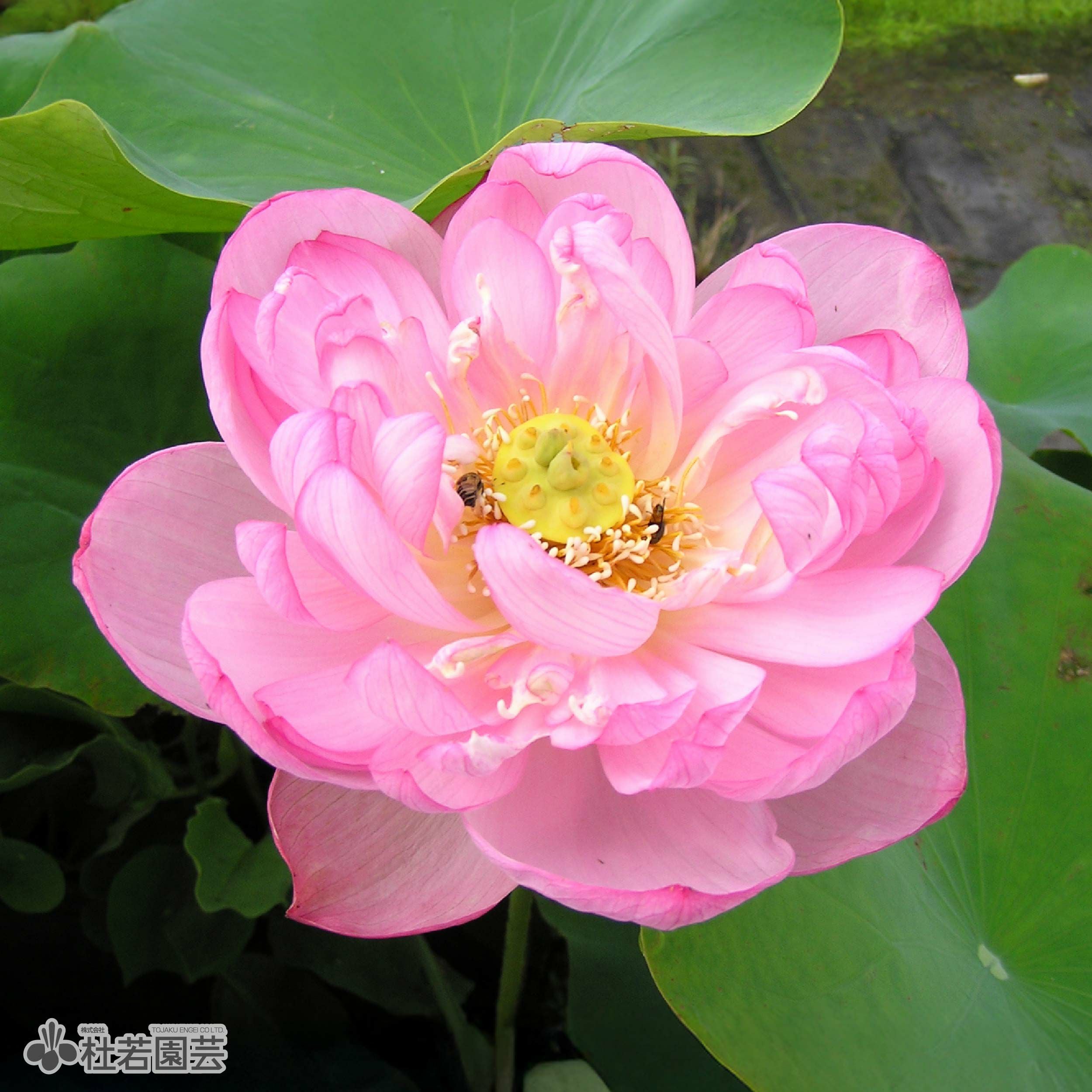 蓮、ハス】驚艷（きょうえん）【小型種】 | 杜若園芸WEBショップ｜水草