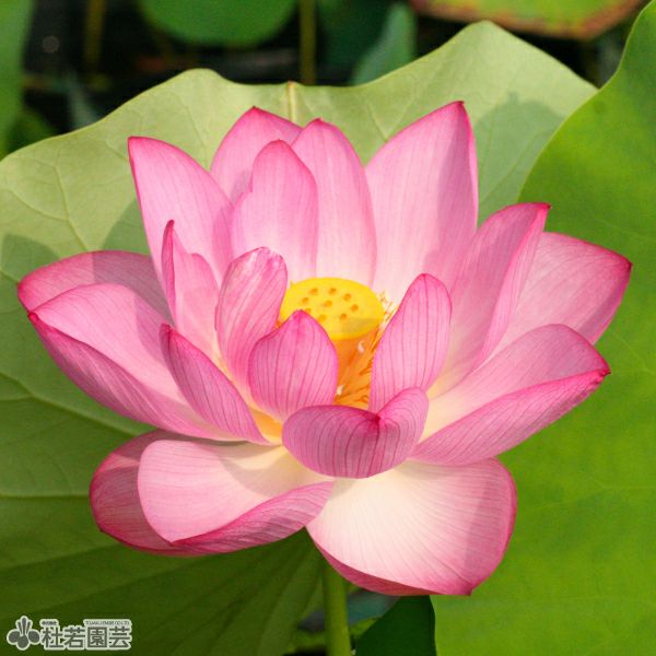 蓮、ハス】 蝶戀花（ちょうれんか）【中・大型種】 | 杜若園芸WEB