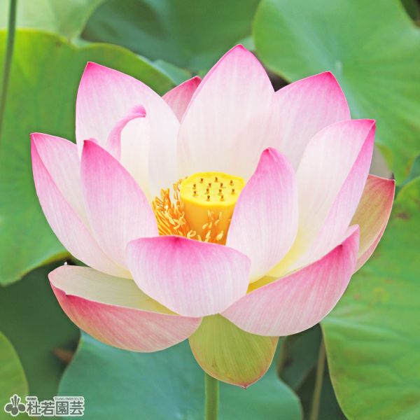 【中古】 花は紅 蓮、ハス】 美中紅(びちゅうこう) 【中型種】 | 杜若園芸WEBショップ