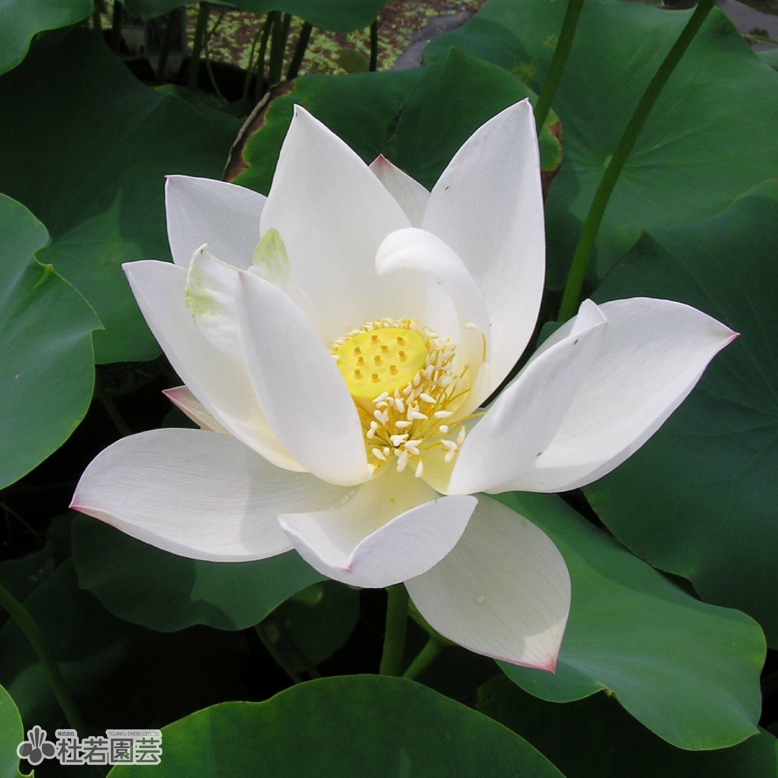 蓮、ハス】火花(ひばな)【小型種】 | 杜若園芸WEBショップ｜水草の生産