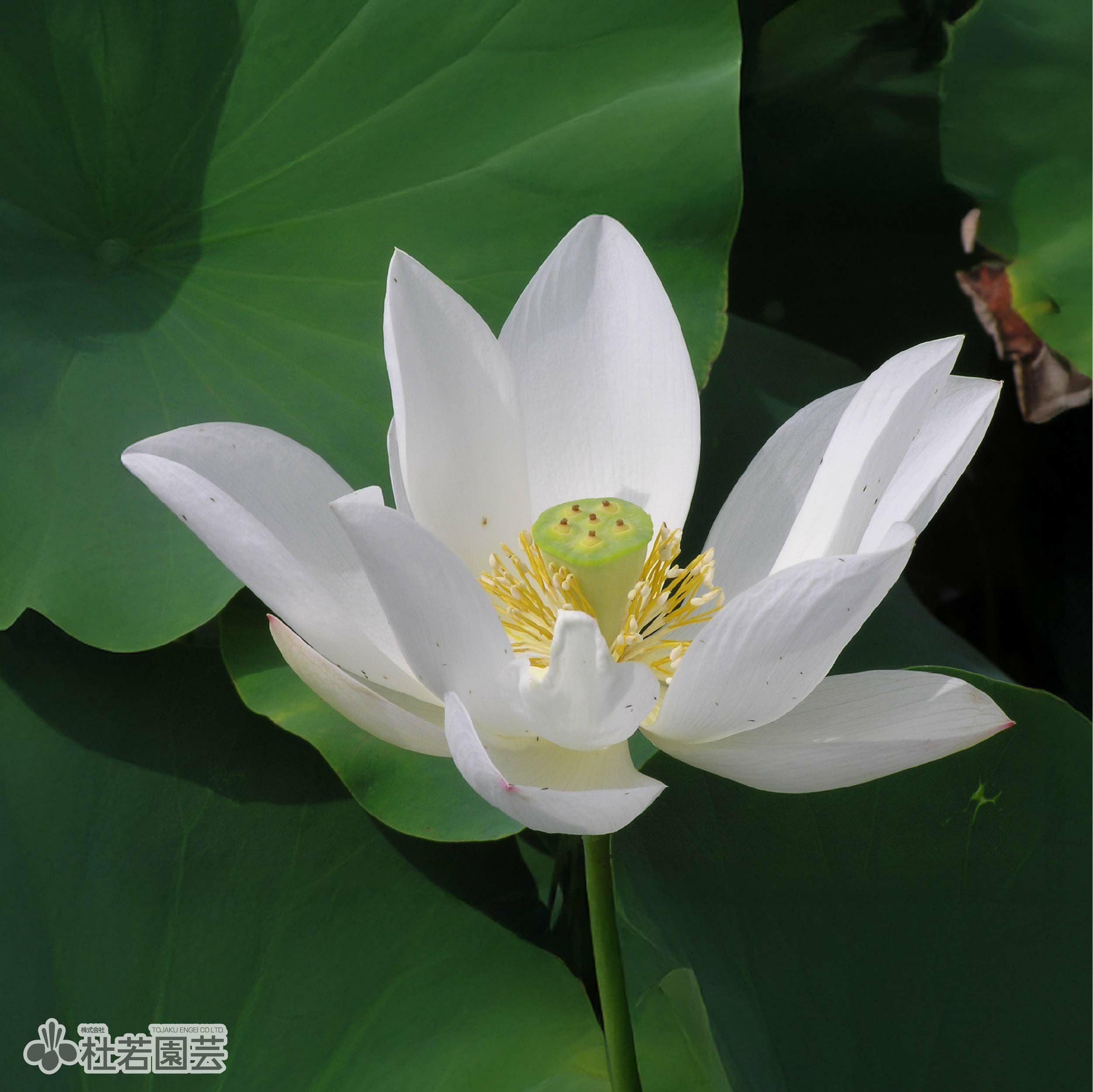 蓮、ハス】火花(ひばな)【小型種】 | 杜若園芸WEBショップ｜水草の生産