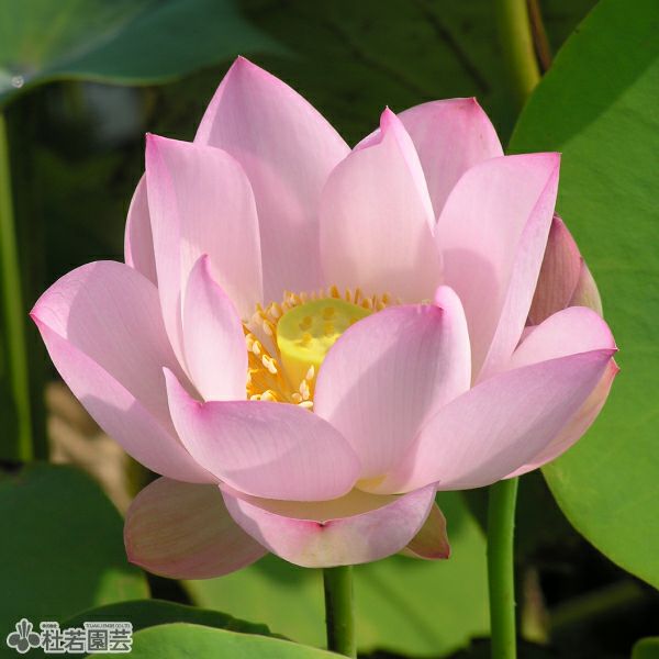 蓮、ハス】粉娃蓮(ふんあいれん)【小・中型種】 | 杜若園芸WEBショップ