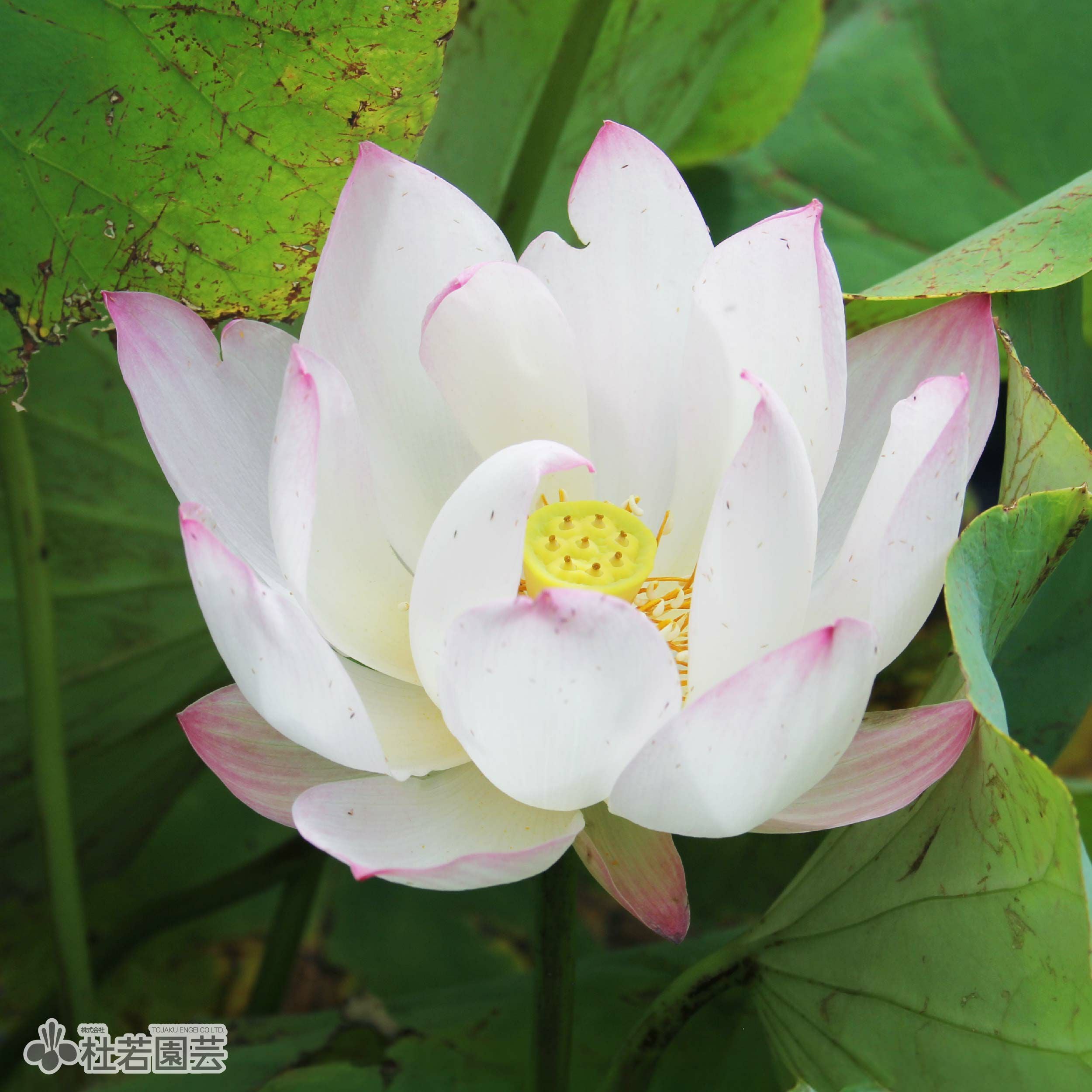 蓮、ハス】粉碗蓮(ふんわんれん)【小型種】 | 杜若園芸WEBショップ