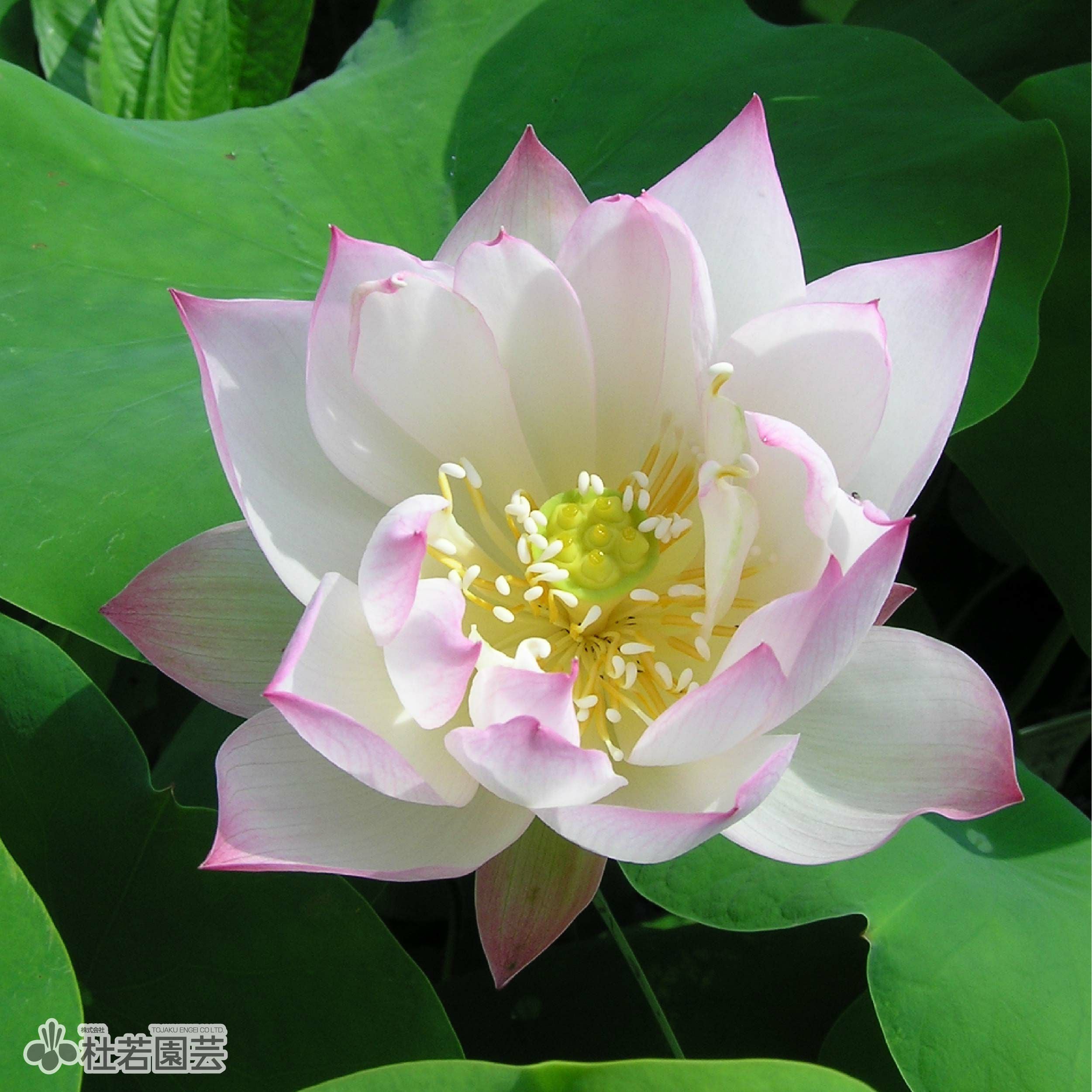 蓮、ハス】粉碗蓮(ふんわんれん)【小型種】 | 杜若園芸WEBショップ