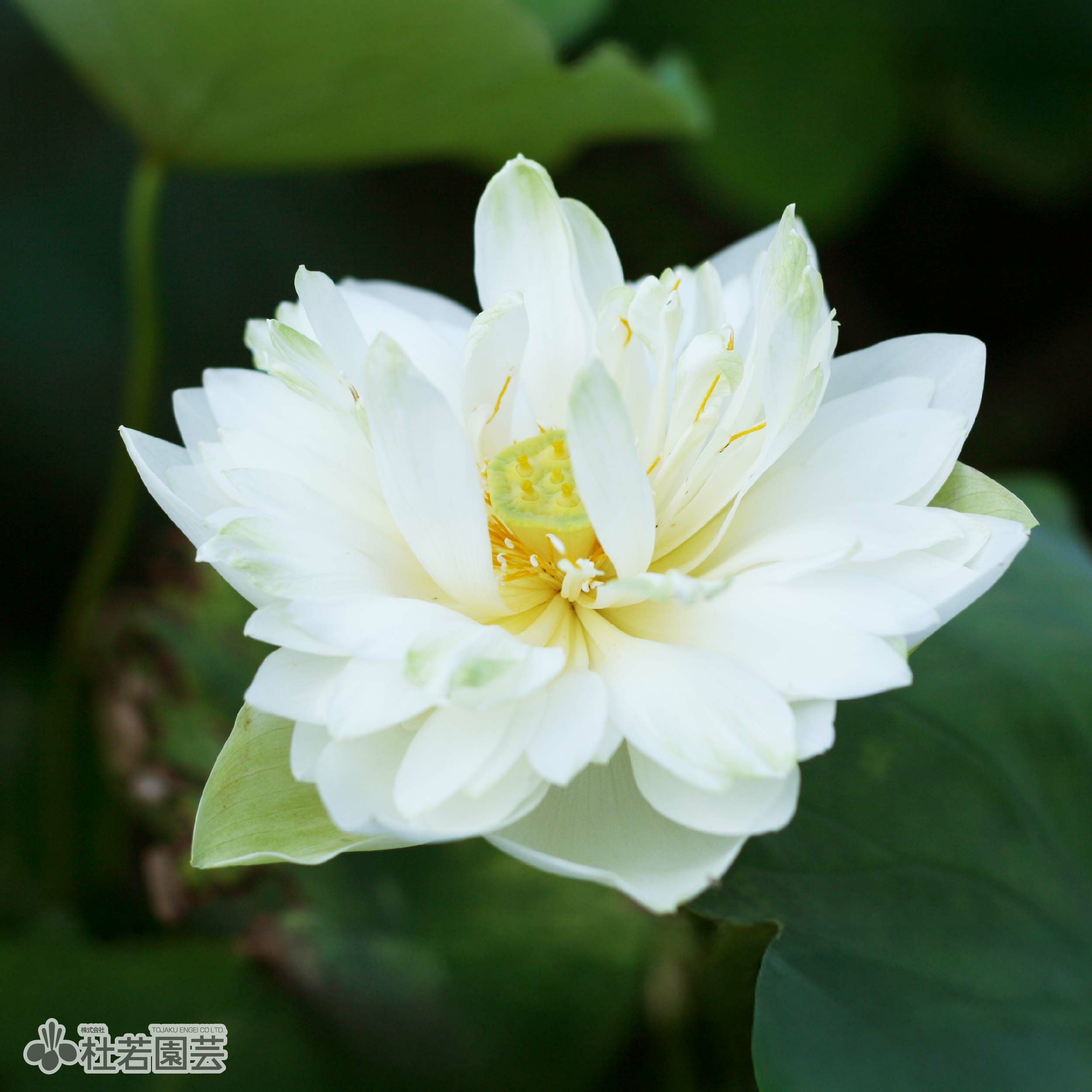 蓮、ハス】碧蓮(へきれん)【中・大型種】 | 杜若園芸WEBショップ｜水草