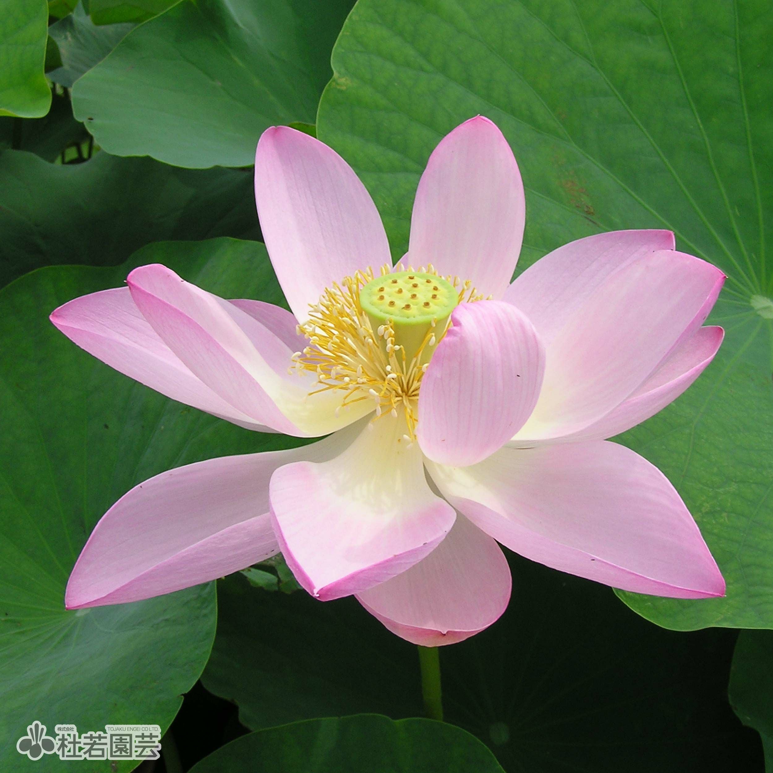 蓮、ハス】紅君子蓮(べにくんしれん)【小型種】 | 杜若園芸WEBショップ