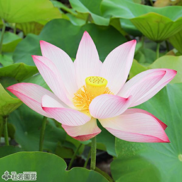 蓮、ハス】 蝶戀花（ちょうれんか）【中・大型種】 | 杜若園芸WEB