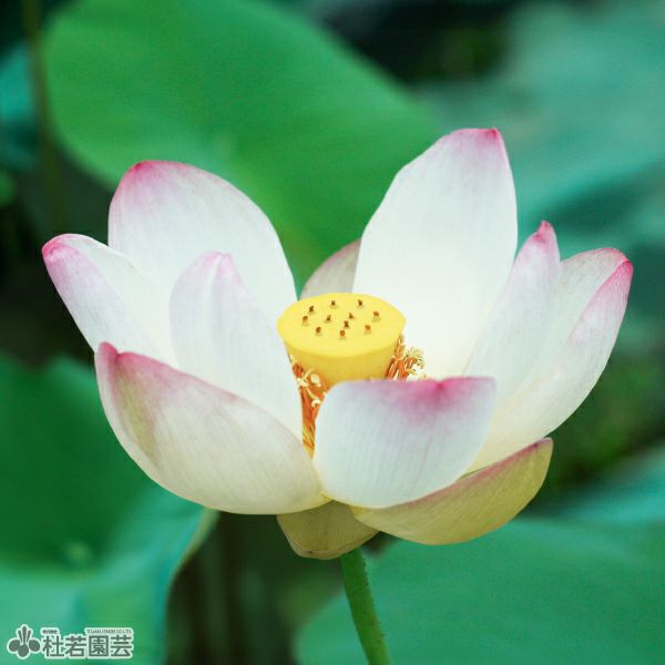 蓮、ハス】舞妃蓮(まいひれん)【中～大型】 | 杜若園芸WEBショップ