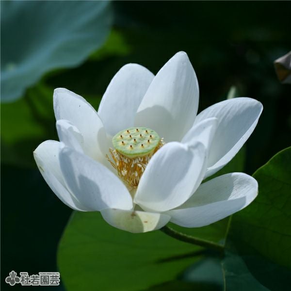 蓮、ハス】東観世白(ひがしかんぜしろ)【中・大型種】 | 杜若園芸WEB