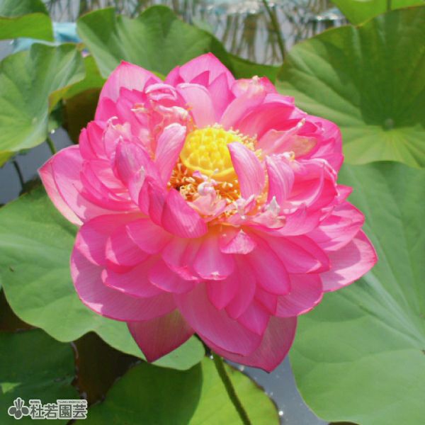 【蓮・ハス】マドンナ　花芽付き　容器ごと 蓮、ハス】爪紅茶碗蓮(つまべにちゃわんばす)【小型種】 | 杜若園芸WEB