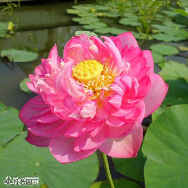 蓮、ハス】誠蓮(まことはす)【大型種】 | 杜若園芸WEBショップ｜水草の