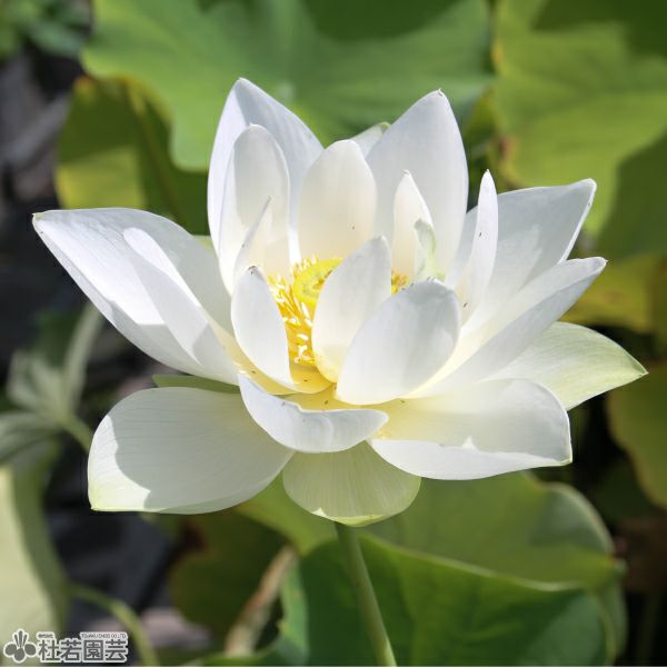 蓮、ハス】 蝶戀花（ちょうれんか）【中・大型種】 | 杜若園芸WEB