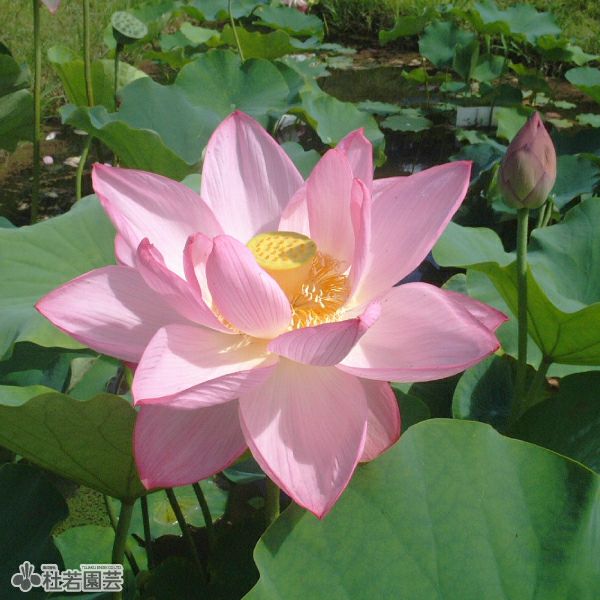 蓮、ハス】 蝶戀花（ちょうれんか）【中・大型種】 | 杜若園芸WEB