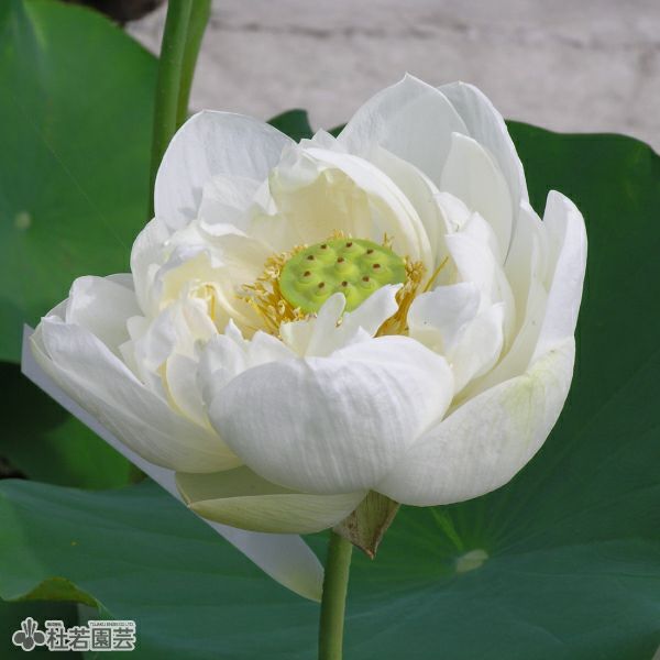 蓮、ハス】八重天竺(やえてんじく)【大型種】 | 杜若園芸WEBショップ