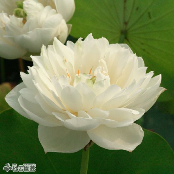蓮、ハス】揚州碗蓮(ようしゅうわんれん)【小型種】 | 杜若園芸WEB