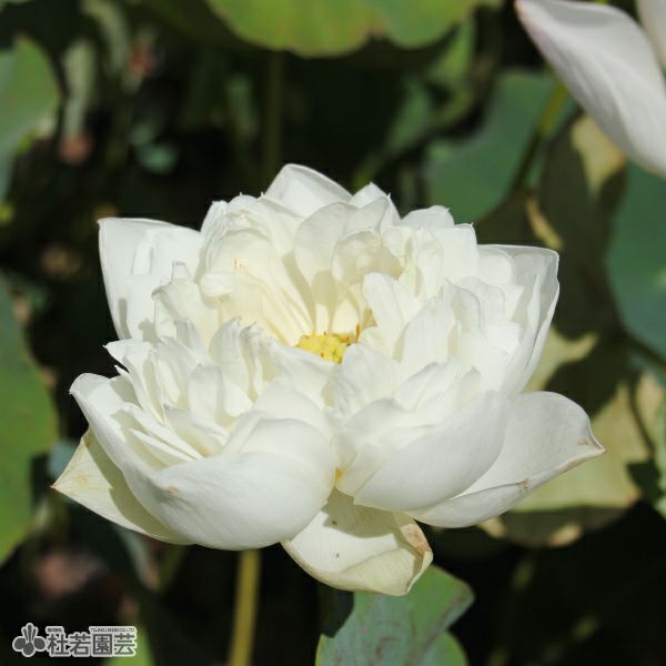 蓮、ハス】揚州碗蓮(ようしゅうわんれん)【小型種】 | 杜若園芸WEB