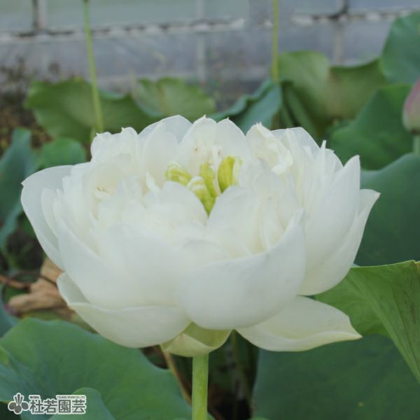 蓮、ハス】揚州碗蓮(ようしゅうわんれん)【小型種】 | 杜若園芸WEB