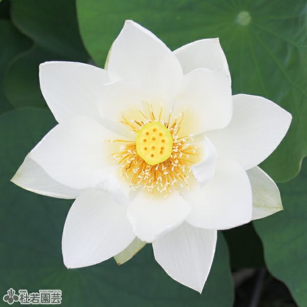蓮、ハス】輪王蓮(りんのうれん)【中・大型種】 | 杜若園芸WEBショップ