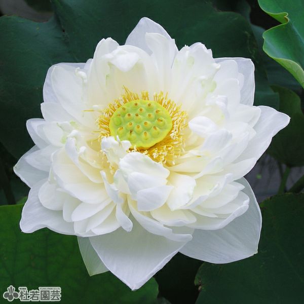 蓮、ハス】蘆山白蓮(ろざんびゃくれん)【大型種】 | 杜若園芸WEB