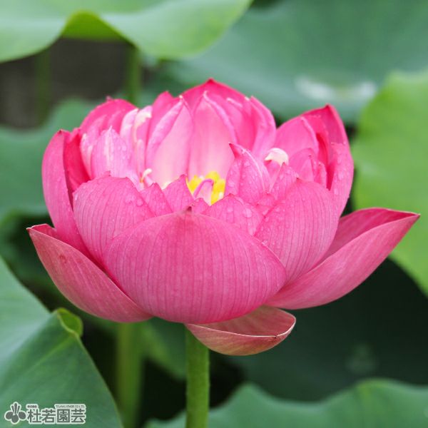 蓮、ハス】紅盞托珠（こうせんたくじゅ）【小型種】 | 杜若園芸WEB
