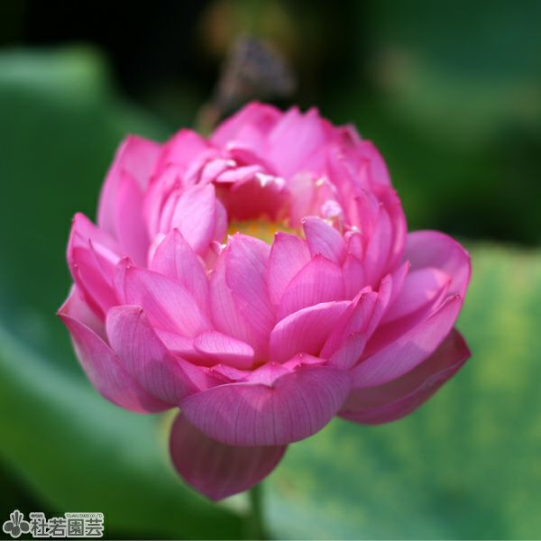蓮、ハス】唐招提寺蓮（とうしょうだいじれん）【大型種】 | 杜若園芸