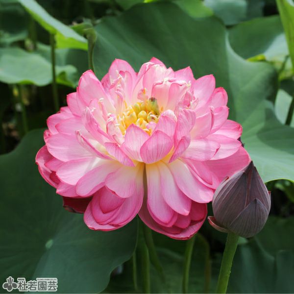 蓮、ハス】火炬（かきょ）【中型種】 | 杜若園芸WEBショップ｜水草の
