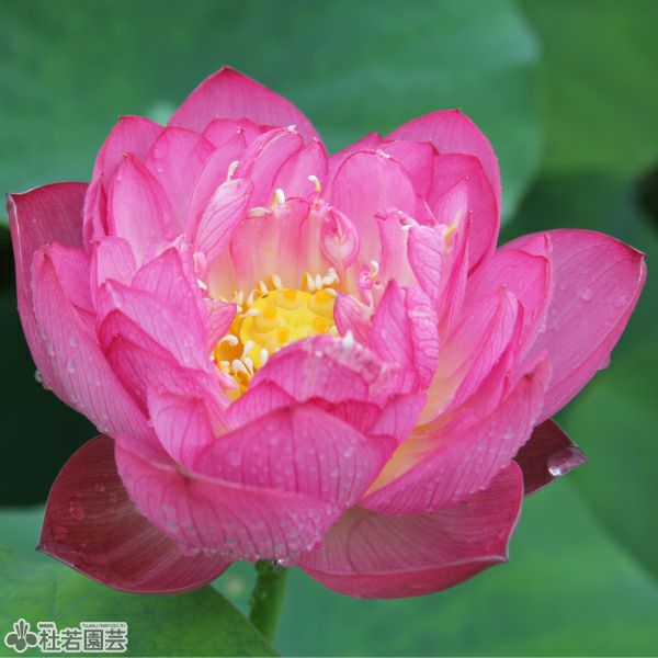 蓮、ハス】火炬（かきょ）【中型種】 | 杜若園芸WEBショップ｜水草の