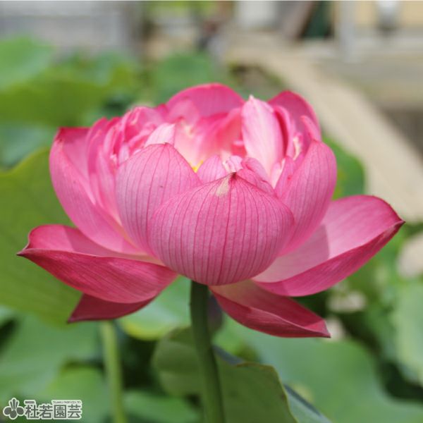 蓮、ハス】 お楽しみハス(蓮）苗(品種不明) 2ポットセット | 杜若園芸