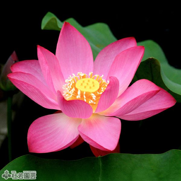 蓮、ハス】即非蓮(そくひれん)【小～中型】 | 杜若園芸WEBショップ