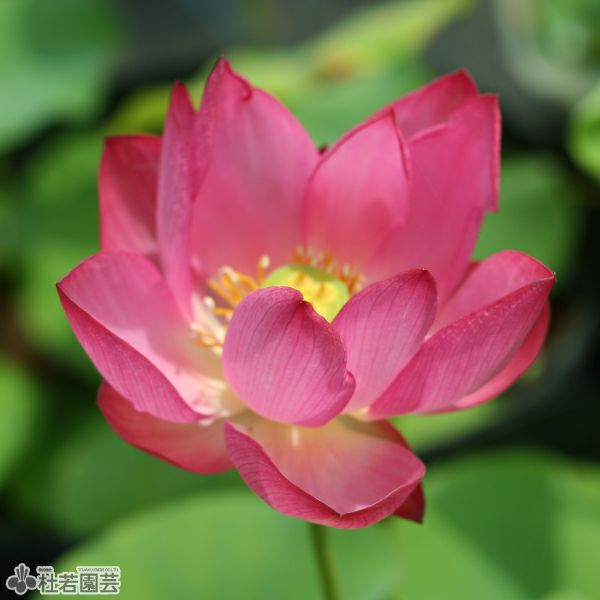 蓮、ハス】西湖紅蓮(さいここうれん)【中・大型種】 | 杜若園芸WEB