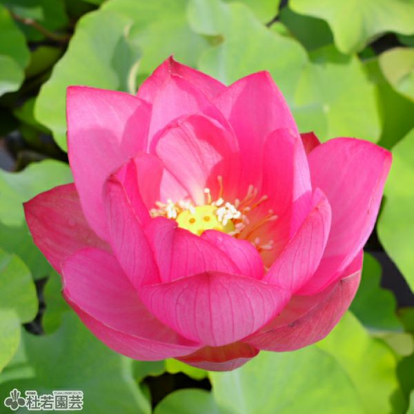 蓮、ハス】青菱紅蓮（せいりょうこうれん）【中・大型種】 | 杜若園芸